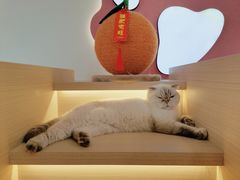 -喵园·猫主题咖啡厅·撸猫·猫咖(国贸店)