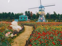 -荷兰花海