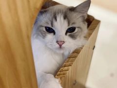 -有喵·猫咖·狗咖·40+猫狗有小奶狗(岗厦店)