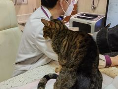 -宠爱国际动物医院·消化内科·心肾内科·ISFM猫友好(望京店)