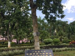 -中缅友谊树