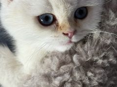 -伟伟宠物医院·瑞派猫友好医院·猫科(光谷店)