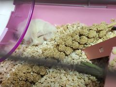 -中环花鸟鱼虫市场