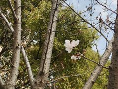 -高东镇樱花园
