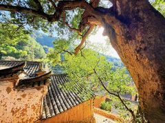 -杨家堂村