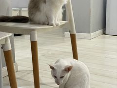 -喵的天空名猫咖啡馆·撸猫·猫舍·用品