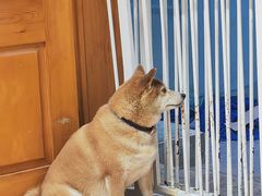 -是阿柴呀！柴犬咖啡·爱喵喵猫咖
