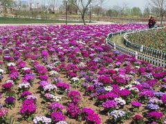 android_upload_pic-荷兰花海