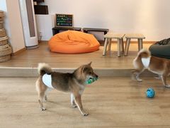 -南京Hallo宠物乐园·哈罗犬舍·柴犬繁育基地