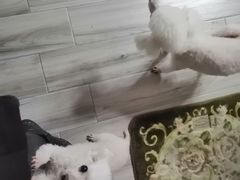 -圣宠动物医院·犬猫专科·影像中心·外科中心