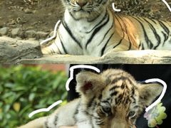 -五龙山野生动物王国