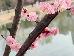 -滨湖塘西河公园