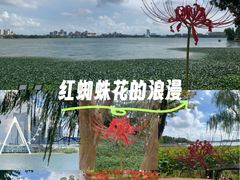 -金鸡湖桃花岛