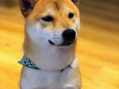 -柴犬小屋·柴餐厅·狗咖食堂(金鼎广场店)