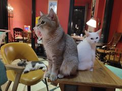 -猫色咖啡·猫咖
