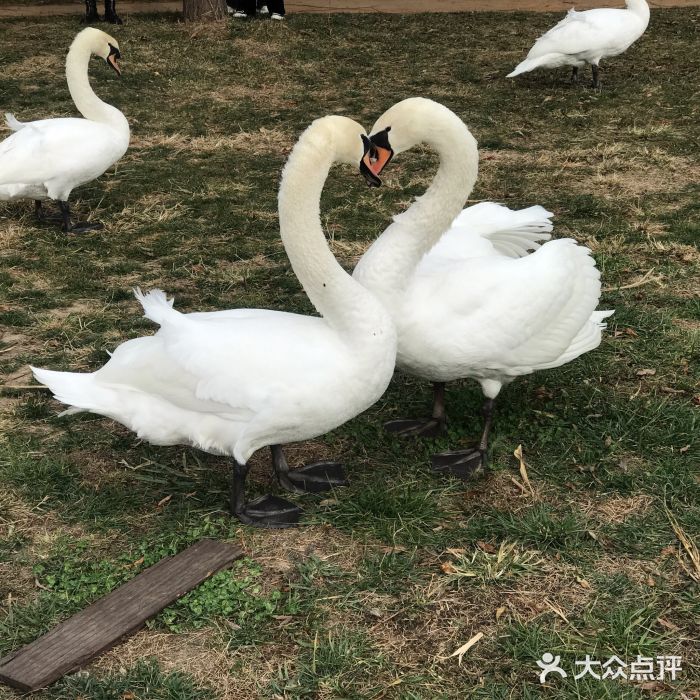 北龙湖湿地公园图片