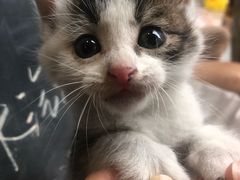 -吴叔烧腊(老虎桥店)