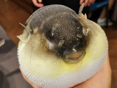 -肆月河豚·新淮扬(金融街店)