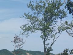 -青龙山国家森林公园