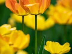 -雷门拉面店(新光天地店)