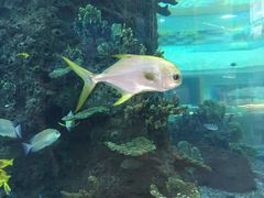 -凤凰轩·尾牙宴·生日宴(十里银滩店)