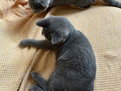 -瑞鹏瑞爱宠物医院·全科·猫科·血液透析中心(龙头寺店)