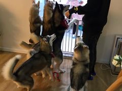 -Husky Go! 哈士奇体验馆·宠物咖啡厅狗咖