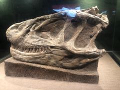 -自贡恐龙博物馆