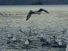 -丽江泸沽湖景区