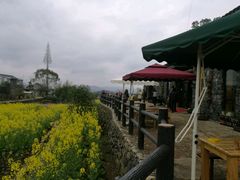 -桑洲油菜花景区