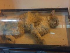 盛京一禾-盛京一禾