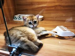 -猫十亿·布偶金渐层·曼基康矮脚猫舍(青年路店)