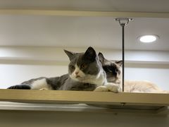 -Catmate·猫肥家润(金润铂宫店)