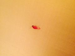 -西安华清御汤酒店