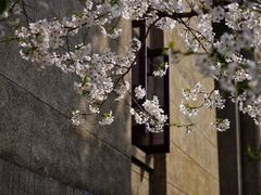 -武汉大学-樱园