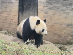 -都江堰中华大熊猫苑