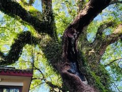 -普陀山雷迪森庄园