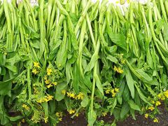 -大学城综合农贸市场(富力城店)