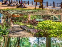 -北海金海湾红树林生态旅游区