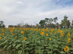 -瑶湖郊野森林公园