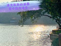 -深圳仙湖植物园
