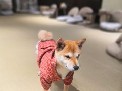 -逗柴咖啡屋·狗咖猫咖宠物桌游