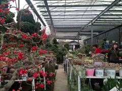 -金科花卉市场