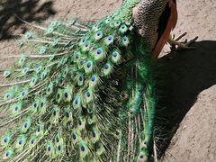 -哈尔滨北方森林动物园