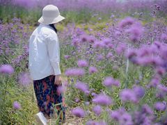 -光明小镇欢乐田园