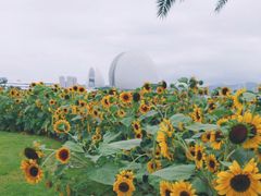 -野狸岛