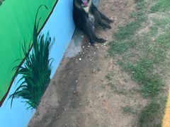 -西霞口神雕山野生动物世界