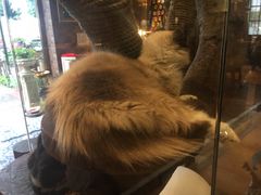 -more than meow吴止猫主题餐厅(承德 中船汇店)