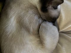 -半岛宠物医院24小时(科华中路店)