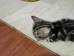 -pd派德宠物中心医院24H急重症·眼科中心·血液透析中心(嵩山北路店)